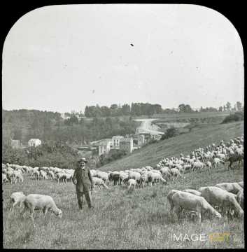 Troupeau de moutons (Lorraine)